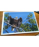 19x13 Digital Art Photograph Bald Eagle Wings Spread In Tree Signed By A... - £62.92 GBP