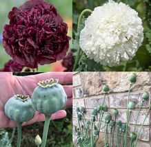500 Seeds Poppy BLACK &amp; WHITE Mix Peony Flowers Double Blooms Huge Pods Non-GMO - £8.79 GBP