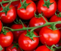 US Seller Large Red Cherry Tomato Seeds 100 Garden Vegetables Sauce Salad Fast S - $10.05