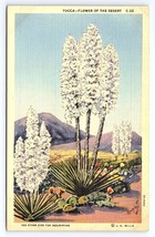 Postcard Yucca Flower of the Desert Spanish Bayonet Lamps of the Lord - $4.75