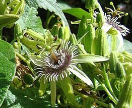 Passiflora Sexiflora Floribunda 5 Seeds Garden Beautiful USA Seller - $19.50