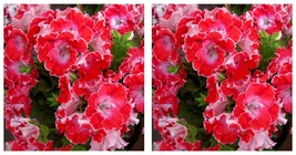 20 Seeds / pack Geranium Red Corrugated Double Petals with White Centre ... - $19.99