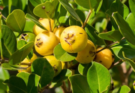 Psidium cattleyanum var. littorale Lemon guava 30 seeds - $176.71 MXN