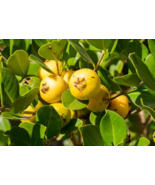 Psidium cattleyanum var. littorale Lemon guava 30 seeds - $174.08 MXN