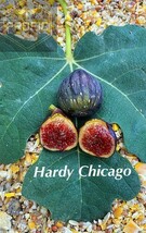 SEPTH Fig Tree &quot;&quot;Chicago Hardy&quot;&quot;  Set of 4 starter plants. - $6.73