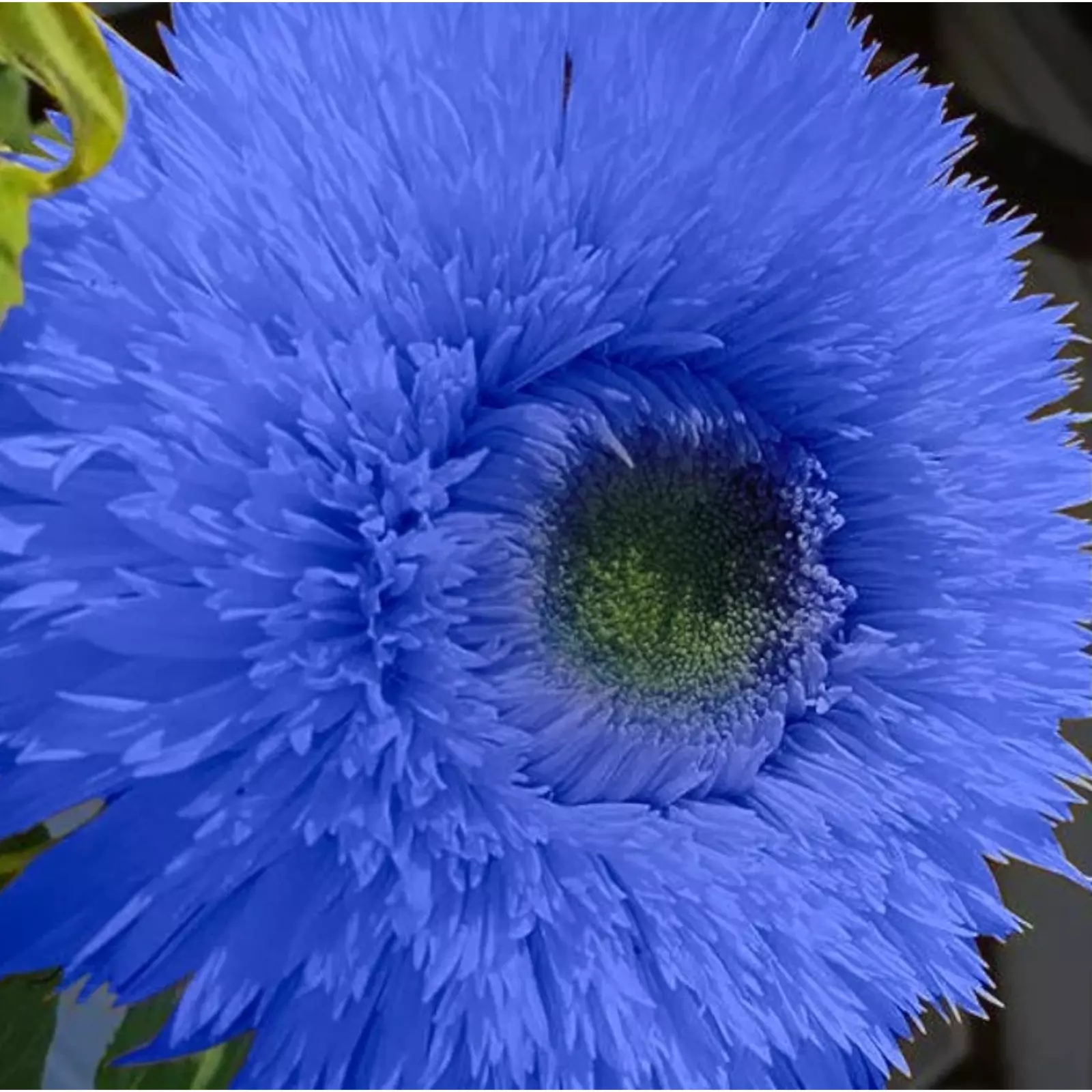 HGBO 50 Blue Teddy Bear Sunflower Seeds Stunning Annual Blooms Bulk Seeds - $10.11