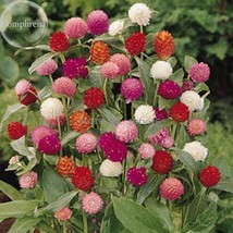 Higro Mix Gomphrena Globe Amaranth Flowers 30 Seeds Cut Flowers E3576 Garden USA - £5.87 GBP