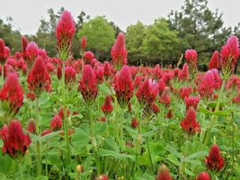 1001 Crimson Clover Native Wildflower Seeds Groundcover Food Plot Pollinators - £9.44 GBP