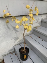 Ginkgo #20, exact plant, 4 years old. Shipped with roots wrapped. No soil - $85.00