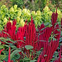 USA SELLER New 100 Seeds Amaranthus Hypochondriacus Pygmy Torch Green Foliage Re - £12.37 GBP