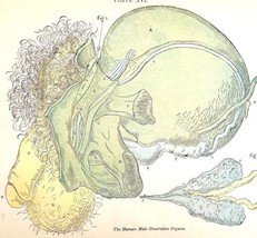 Male Reproductive Organs 1878 Victorian Medical Anatomy Color Print DWV6A - $49.99