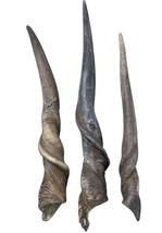 Eland Horn, 1 African Antelope Horn Average Size Approx. 14&quot; (measured s... - $78.21