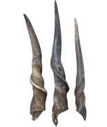Eland Horn, 1 African Antelope Horn Average Size Approx. 14&quot; (measured s... - $106.96 CAD