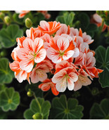 SRN 10 Geranium Seeds Flowers Perennial Flower Seed Pollinator Orange Wh... - $24.02