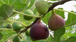 100 Magnolia Fig Seeds Planting USA Shipping - $9.96