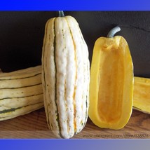 Delicata Little Sweet Squash Organic Seeds  Professional Pack  10 Seeds / Pack   - $5.67