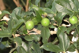 KKG Strychnos Potatorum Clearing Nut Tree Exotic Seeds Fresh Garden - $185.64 MXN