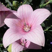 Balloon Flower Platycodon Grandiflorus Rose/Pink 25 Seeds  Bogo 50% Off S - £4.74 GBP