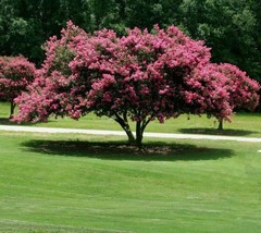 18-24" Tall Plants 2 Mixed Crape Myrtle Shrubs/Trees Lagerstroemia indica Rosea - $89.90