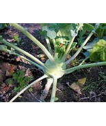 Kohlrabi Seed Early White Vienna 25 Seeds Fresh Seeds Gardening - $63.86 MXN