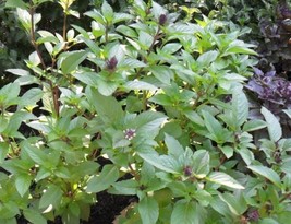 100 Seeds Cinnamon Basil Perfect For Garden Planting Immediate Gardening Start - £6.69 GBP