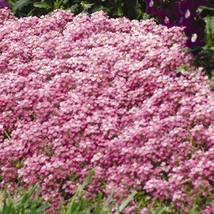 HS Alyssum Easter Bonnet Packet ~1500 Seeds Color: Deep Pink - Flower - £6.57 GBP