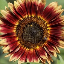 USA SELLER Indian Blanket Sunflower Seed 50 Seeds Fast Shipping - $18.09