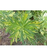 2 Live Mugwort Plants (Artemisia vulgaris) Live Plant - €27,51 EUR