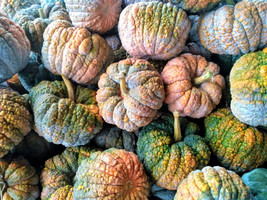 20 Black Futsu Squash Multicolored Heirloom Pumpkin Edible Cucurbita SeedsFrom U - $9.90