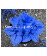 100 PcsBag Hosta Plants Perennials Jardin Lily Flower Shade Hosta Flower... - £6.21 GBP