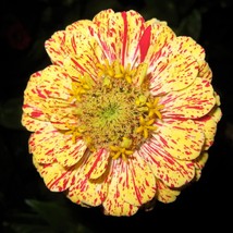 Best Seeds 150 Candy Stripe Zinnia Mix Elegans Flower Seeds Mixed Colors With Re - £11.28 GBP