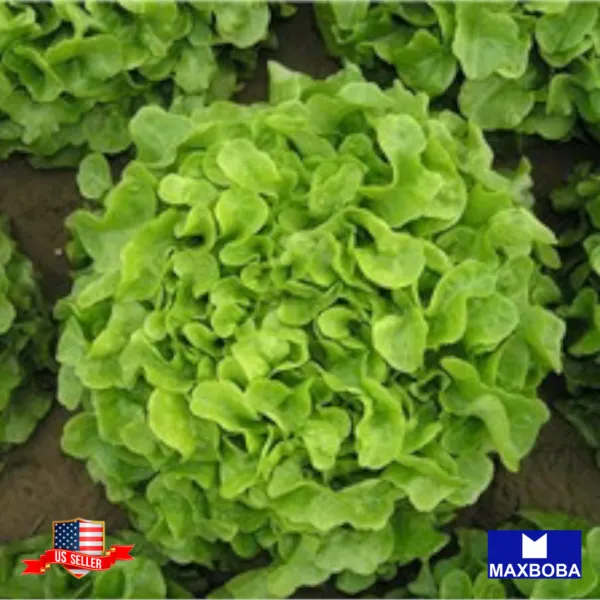 1000+ Lettuce Seeds Leaf Oakleaf Vegetable Heirloom Non-Gmo Garden - £3.12 GBP