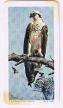 Brooke Bond Red Rose Tea Card #26 Osprey North American Wildlife In Danger D - $0.98