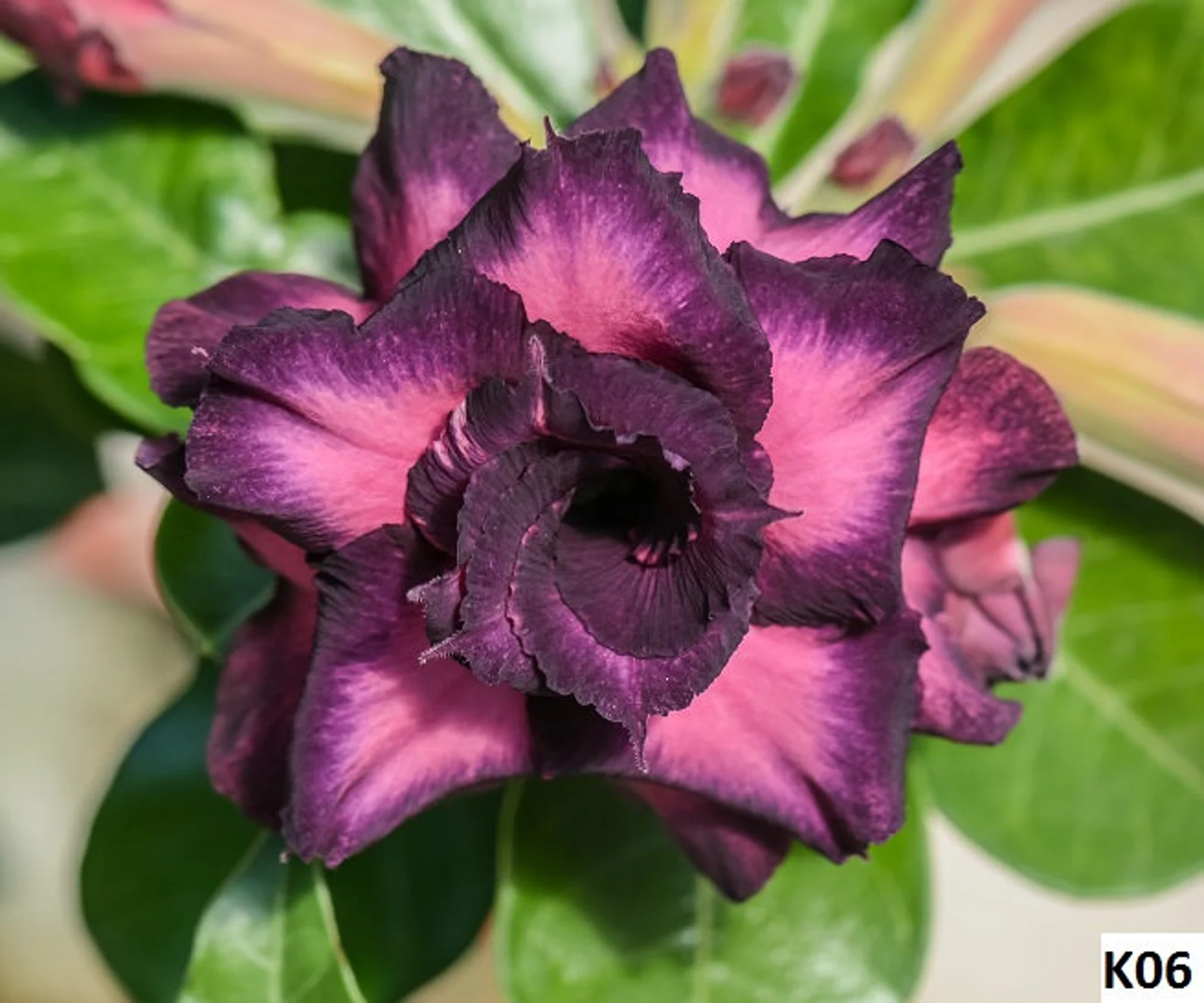 10x Adenium Obesum, Desert Rose, PURPLE MIX Succulent Viable Seeds for H... - $13.42 CAD