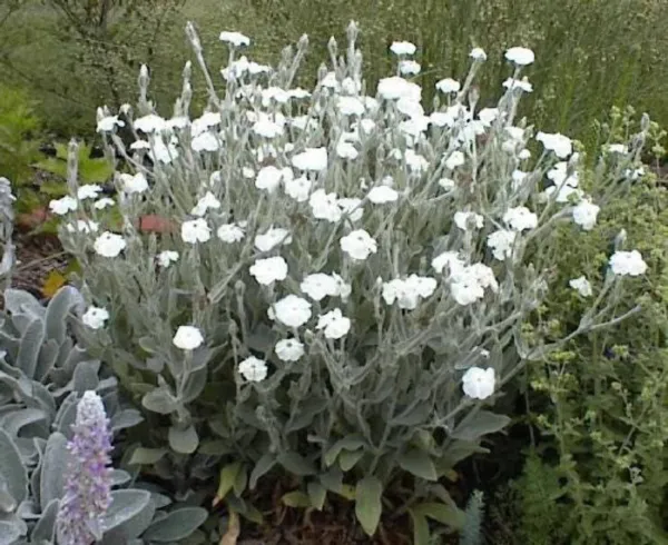 Top Seller 50 White Lychnis Coronaria Alba Rose Campion Silene Flower Seeds - £11.48 GBP