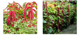 4500 Seeds Amaranth Love Lies Bleeding Tassel Flower Callaloo Red Edible Seeds - £21.57 GBP