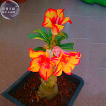 Adenium Fire Orange Petals With Fire Red Stripes &amp; Edge Flower Seeds 2 Seeds Sin - £5.05 GBP