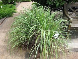 USA Lemongrass Lemon Grass Herb Ornamental Cymbopogon Flexuosus 100 Seeds - £8.48 GBP