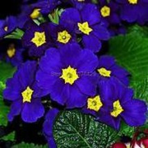 200 Seeds Blue Evening Primrose fragrant DIY Flower Hardy Plant Item NO.... - $11.90