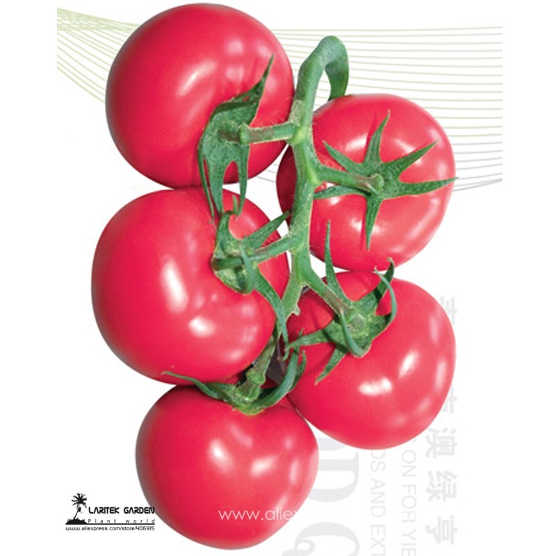 SL Heirloom &#39;Summer Pink&#39; Big Truss Tomato Hybrid With Storage Stability... - $0.83