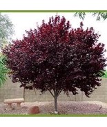 2 Big 2-3 Ft Purple Leaf Plum Tree New Fresh  - $56.24