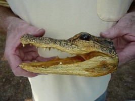 (G-Def-54) 6-1/8&quot; Deformed Gator Alligator Aligator Head Teeth Taxidermy Weird - £55.29 GBP
