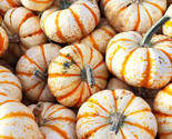 LWK 25 Sweet Dumpling Squash Seeds Easy Grow - $12.93