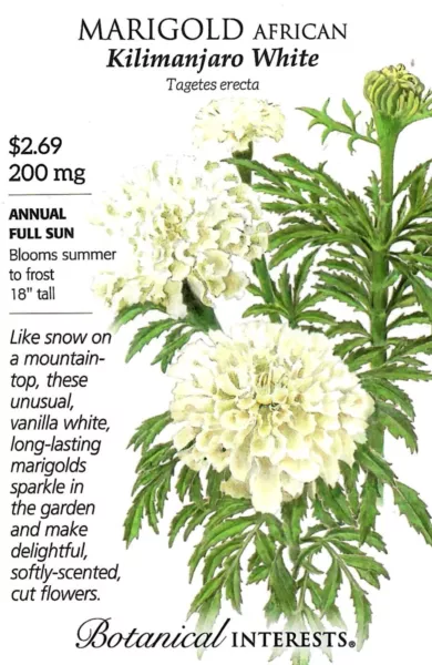 Marigolds Kilimanjaro White Flower Seeds - Botanical Interests 12/24 Fresh Garde - £7.19 GBP