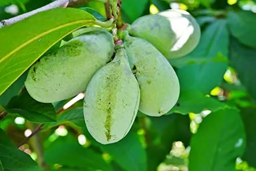 Fresh Paw Paw Tree Seeds For Planting 6 Seeds Edible Fruit Tree . Ship Garden - £17.12 GBP