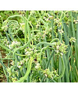 100 Onion Seeds Top Sets Egyptian Walking Onions Tree Onion  - $10.36