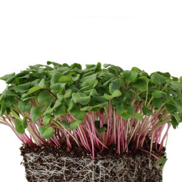 Triton Purple Radish Microgreen Seeds Seeds For Sprouting Fresh Seeds - $3.00