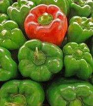 California Wonder green bell pepper 10 seeds *HEIRLOOM* Seeds of Life - £2.80 GBP