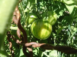 Green Vernissagge Tomato 20 Seeds *Heirloom*  Non Gmo - $3.79