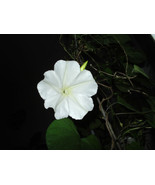 Night Blooming MOONFLOWER (Ipomoea alba noctiflora) - $3.79